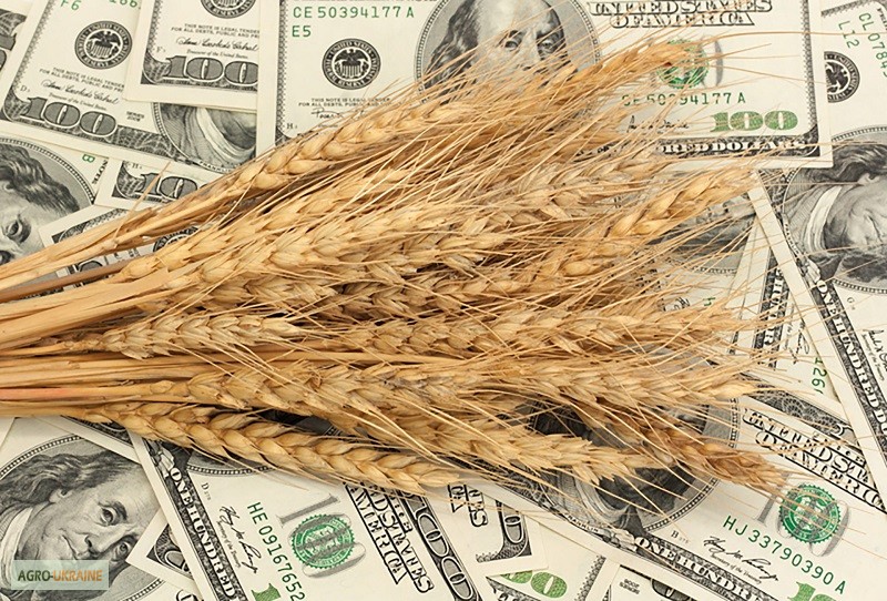 Фото 11. Продаем СЕМЕНА зерновых гибридов пшеницы кукурузы семечки, рапса, сои