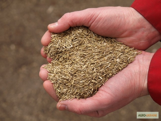 Фото 12. Продаем СЕМЕНА зерновых гибридов пшеницы кукурузы семечки, рапса, сои