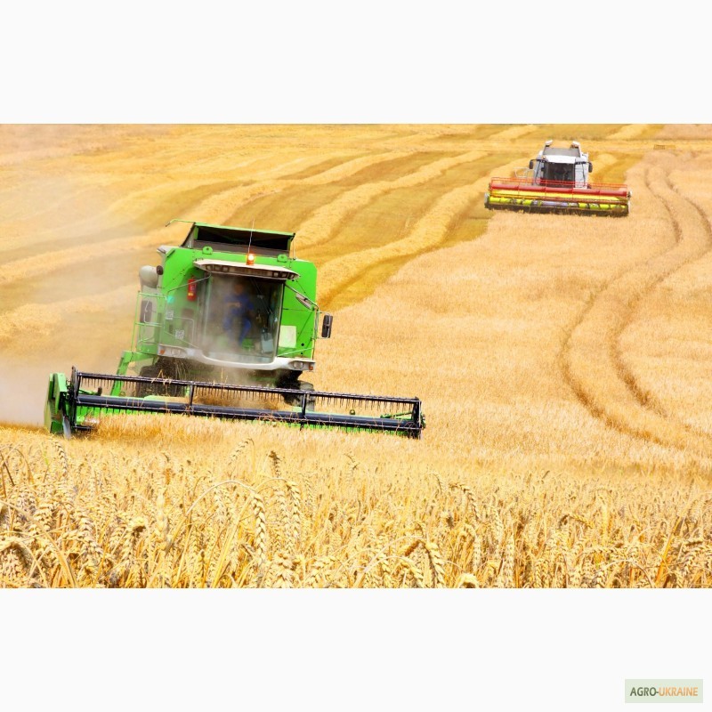 Фото 13. Продаем СЕМЕНА зерновых гибридов пшеницы кукурузы семечки, рапса, сои