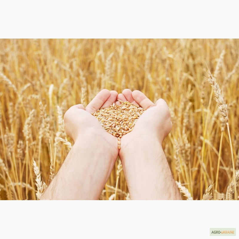 Фото 4. Продаем СЕМЕНА зерновых гибридов пшеницы кукурузы семечки, рапса, сои