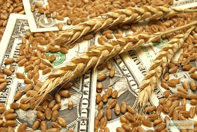 Фото 8. Продаем СЕМЕНА зерновых гибридов пшеницы кукурузы семечки, рапса, сои