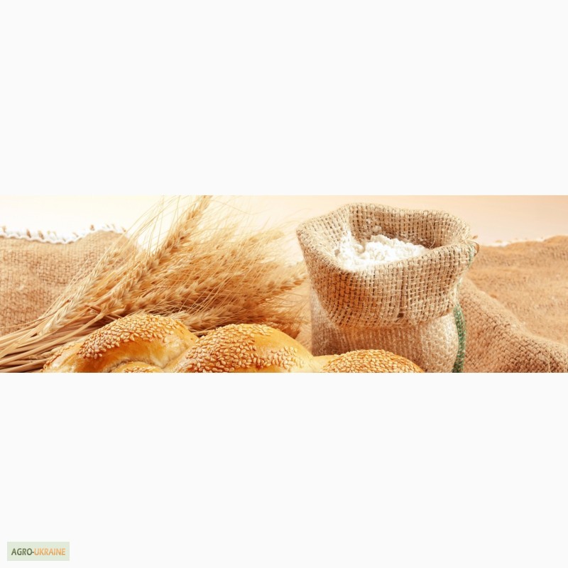 Фото 9. Продаем СЕМЕНА зерновых гибридов пшеницы кукурузы семечки, рапса, сои