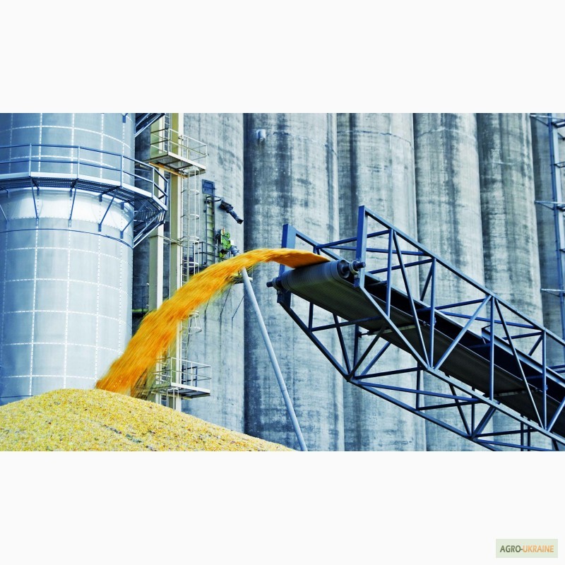 Фото 10. Продаем СЕМЕНА зерновых гибридов пшеницы кукурузы семечки, рапса, сои
