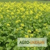 Продам семена Горчицы желтой Дижонка -Черниговская обл