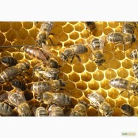 Продам пчелопакеты, Украинская-степная