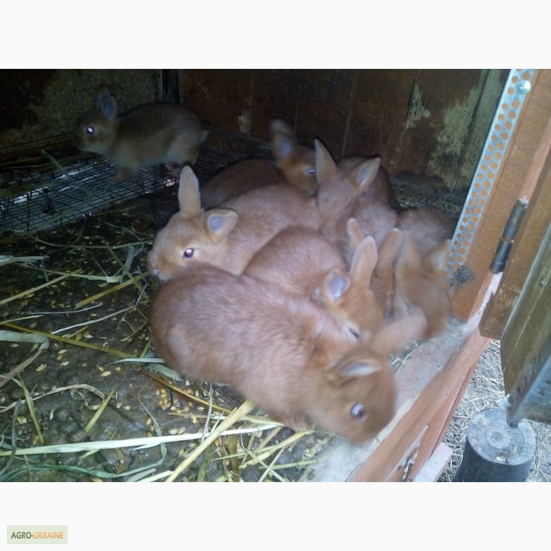 Фото 11. Кролики нзк, серебристие, калифорнийцы, нзб