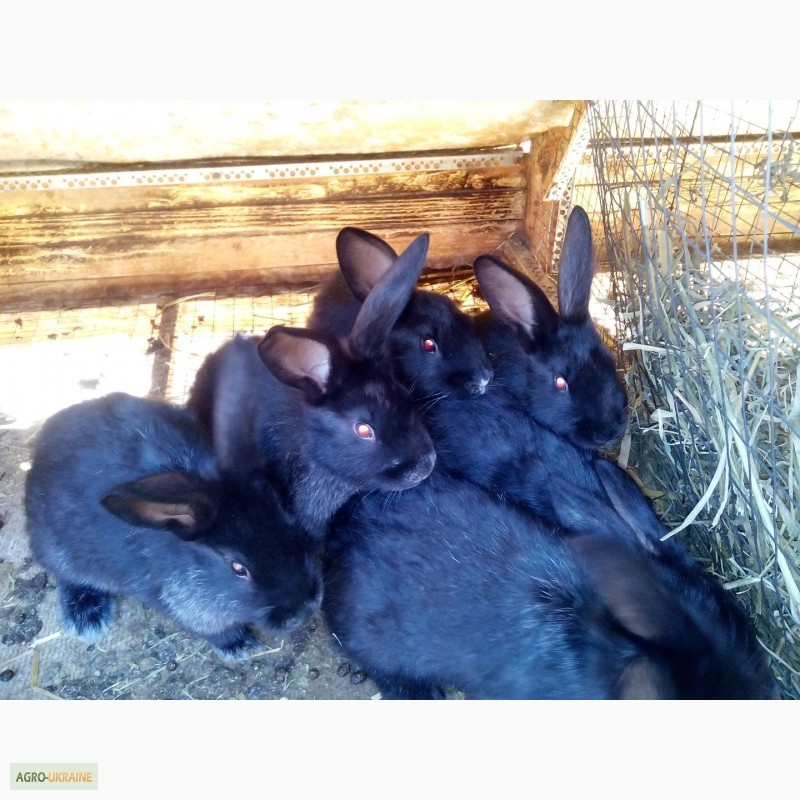 Фото 4. Кролики нзк, серебристие, калифорнийцы, нзб