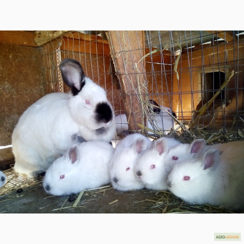 Фото 9. Кролики нзк, серебристие, калифорнийцы, нзб