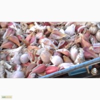 Продам севок/зубок чеснока Любаша, урожай 2017