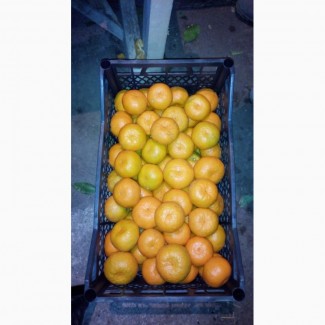 Продам мандарин сорт Сатсума из Аджарии(Грузия)