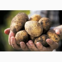 Продам насіннєву картоплю. Відмінної якості екологічного способу вирощування