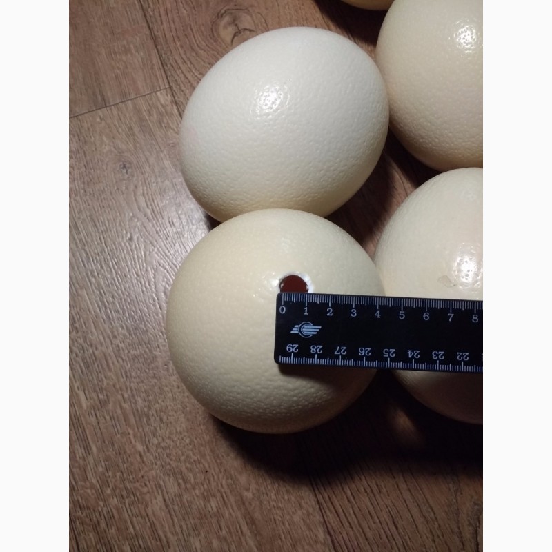 Фото 2. Продам пустые страусиные яйца