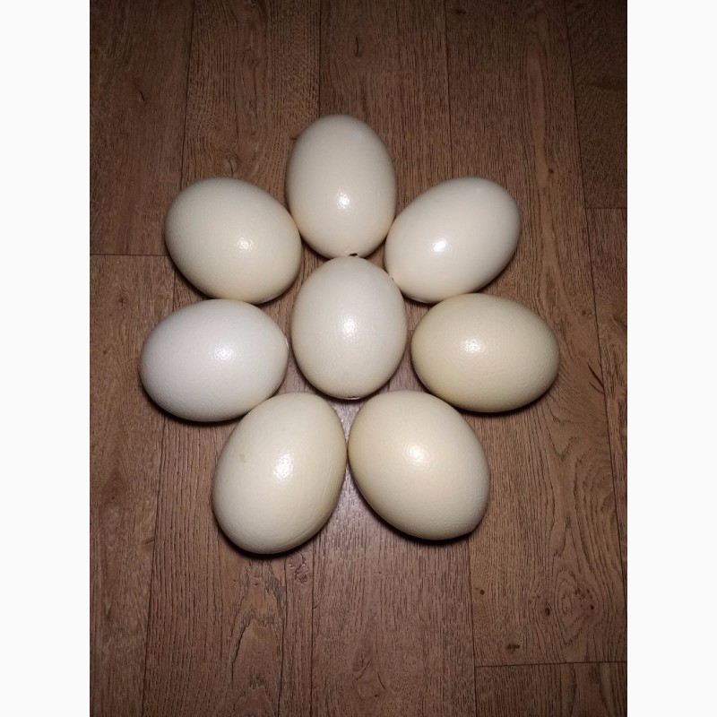 Фото 3. Продам пустые страусиные яйца