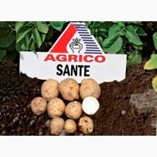 Фермерське господарство реалізує картоплю білих та рожевих сортів