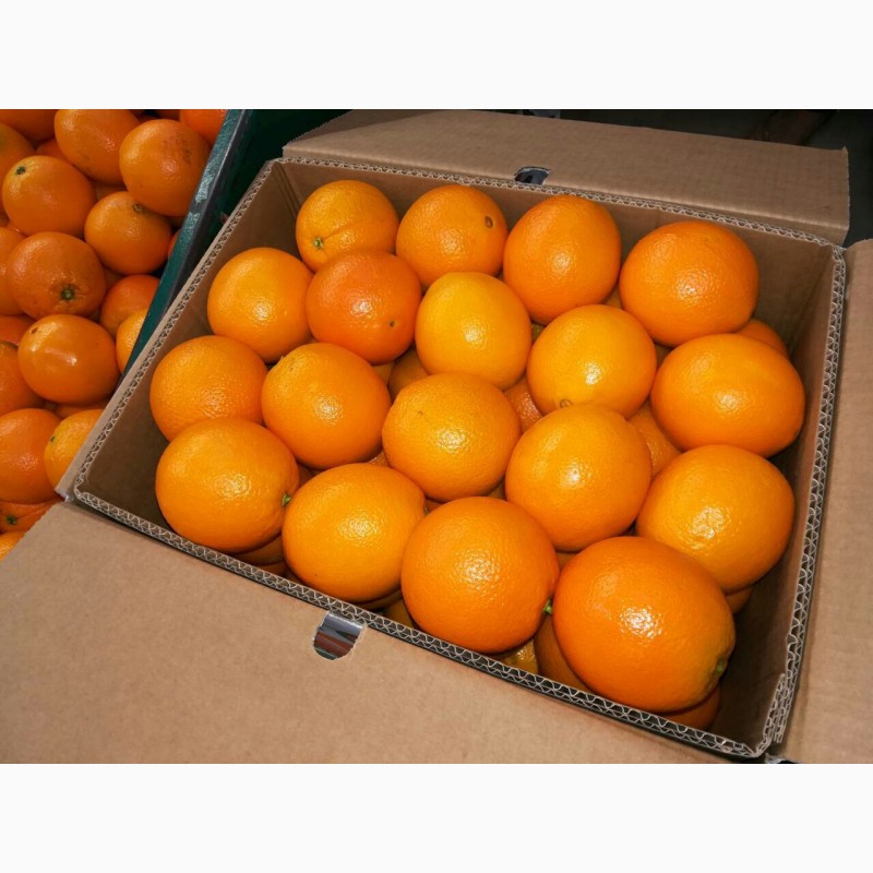 Фото 3. Апельсин Валенсия прямые поставки Египет Orange Valencia