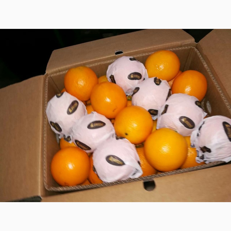 Фото 4. Апельсин Валенсия прямые поставки Египет Orange Valencia