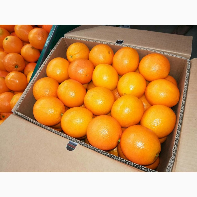 Фото 2. Апельсин Валенсия прямые поставки Египет Orange Valencia