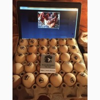 Інкубаційні яйця м#039;ясо-яєчних курей. Мастер Грей, РедБро, Іспанка, Фоксі Чік