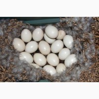 Продам инкубационное яйцо Мускусной утки (шипун, индоутка)