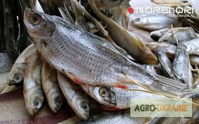 Фото 4. Рыбоперерабатывающий цех продаёт речную вяленую рыбу