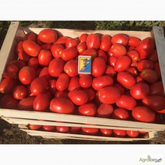 Продадим помидор крупным оптом