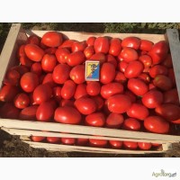 Продадим помидор крупным оптом