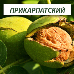 Фото 3. Сортовые саженцы ореха, фундука и плодовых из питомника