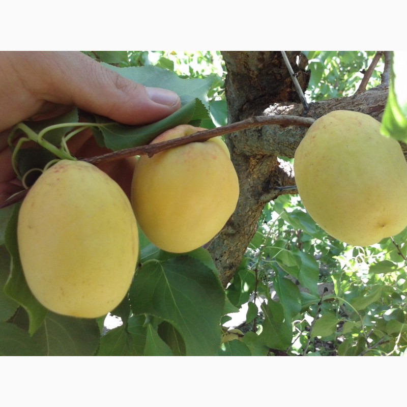 Фото 4. Саженцы ананасного и чкрного абрикоса