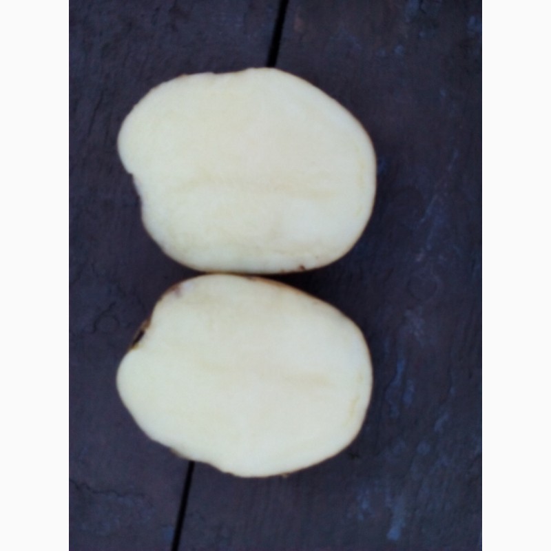 Фото 2. Картопля Рів#039;єра продовольча