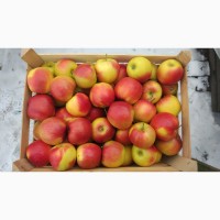 Продам яблуко різних сортів, урожай 2018р. Калібр 7