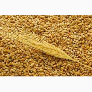 Продам фуражну пшеницюВолинська обл