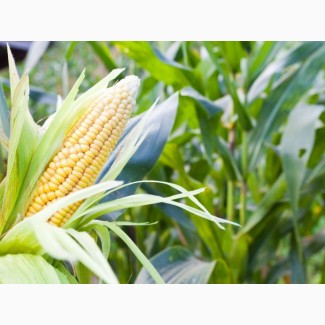 Семена кукурузи Зернослав ФАО 230 (Селекта Сидс)