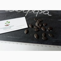 Люффа семена (20 штук) (луффа, натуральная мочалка, тыква мочалочная, губка растительная)