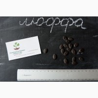 Люффа семена (20 штук) (луффа, натуральная мочалка, тыква мочалочная, губка растительная)
