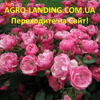 Саженцы роз, чайногибридные, плетистые, английские, штамбовые, флорибунда