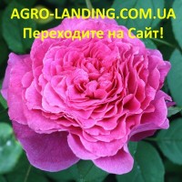 Саженцы роз, чайногибридные, плетистые, английские, штамбовые, флорибунда