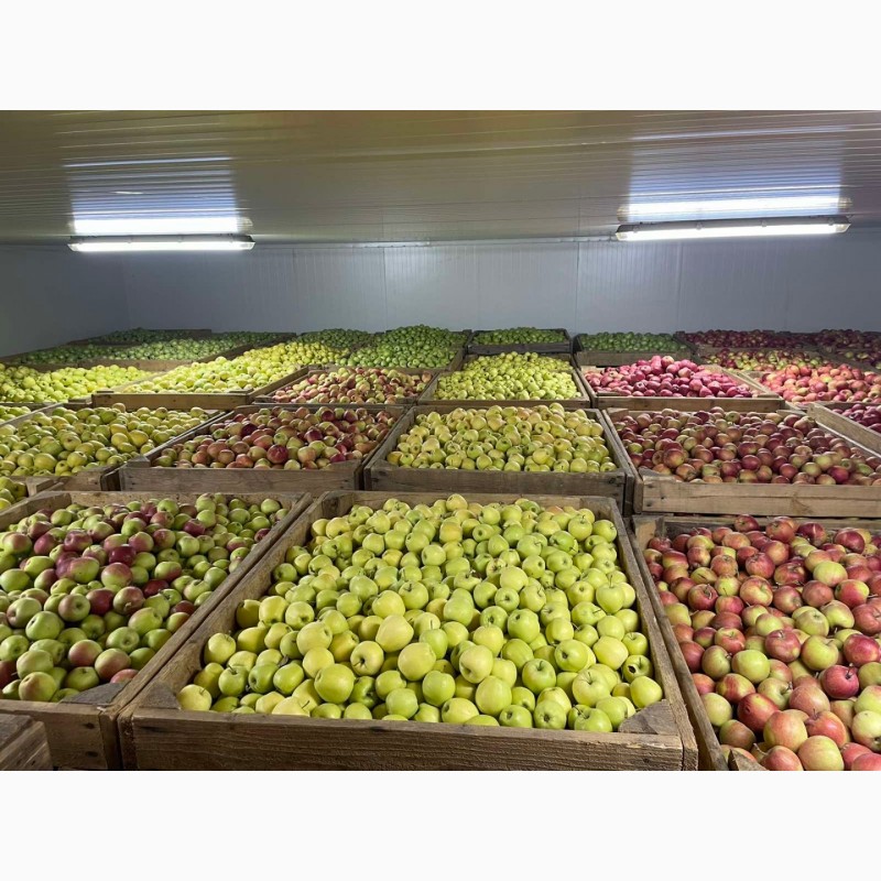 Фото 4. Продам яблука з холодильника газовані(смарт фреш)