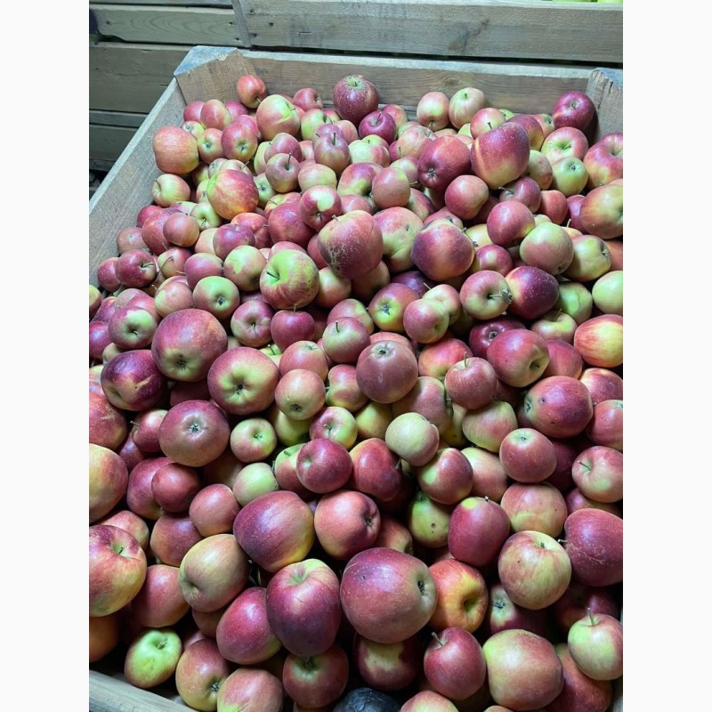 Фото 7. Продам яблука з холодильника газовані(смарт фреш)