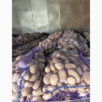 Продам картофель сорт Словянка, Беларосса, Санте
