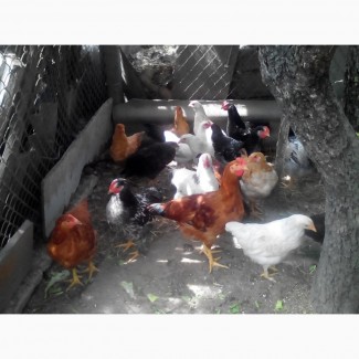 Цыплята домашние разних пород подрощенные и суточные г.Беляевка