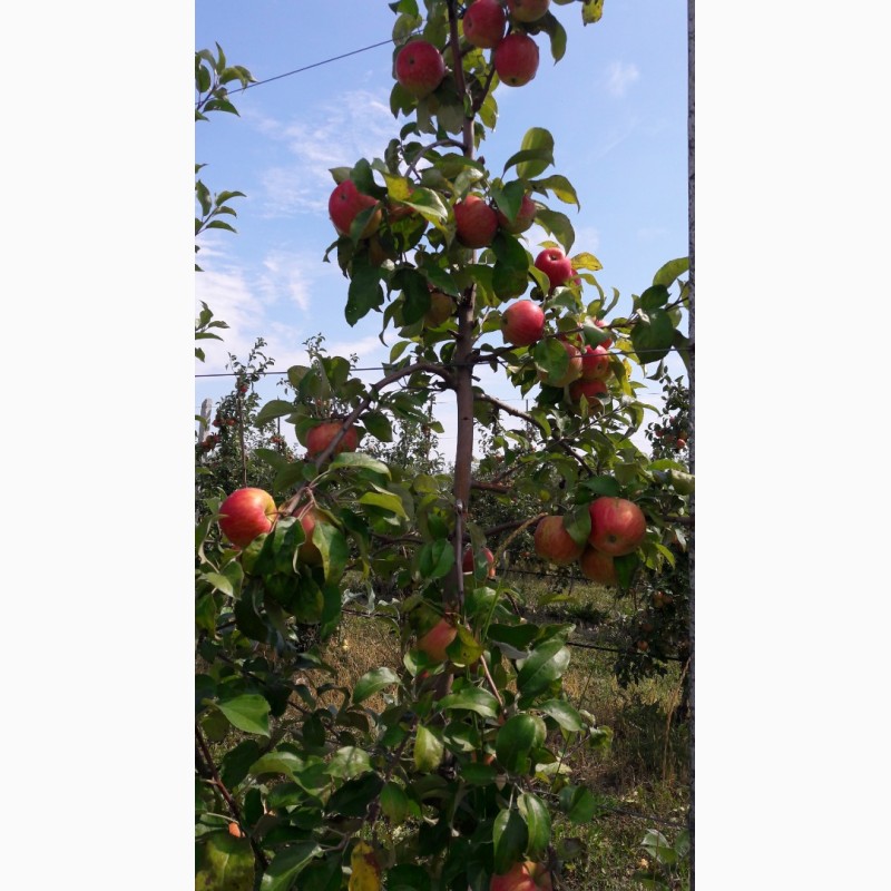 Фото 2. Продам яблоки, сорта Ханни Крисп, Чемпион и Лигол, урожая 2019 года