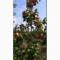 Продам яблоки, сорта Ханни Крисп, Чемпион и Лигол, урожая 2019 года