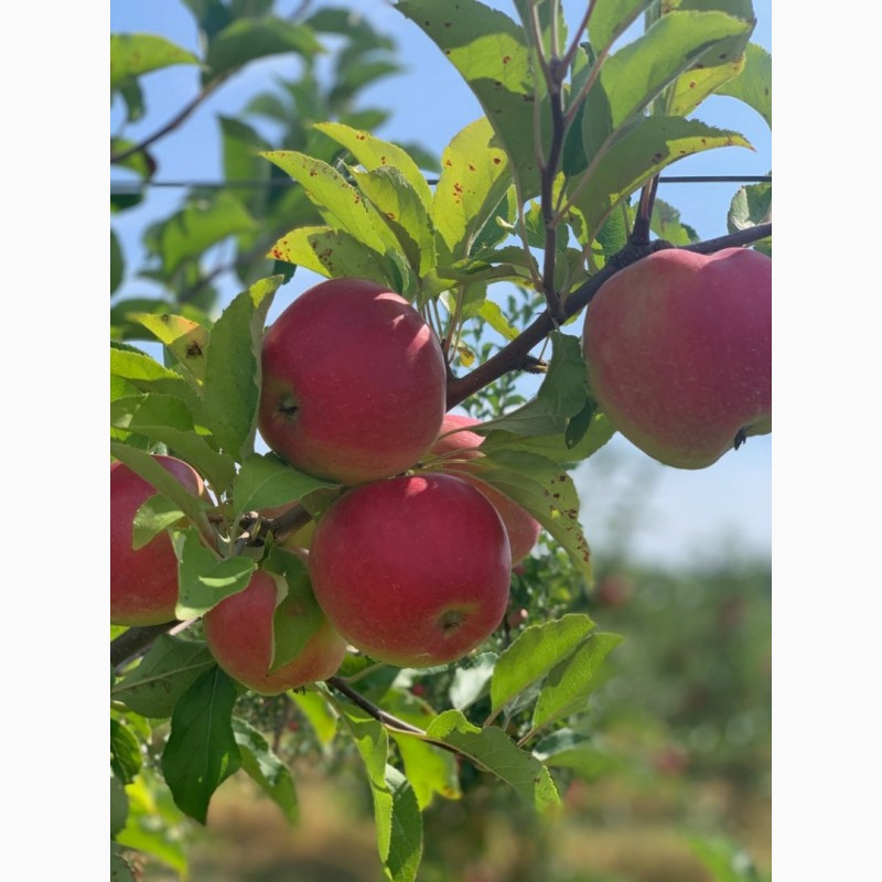 Фото 3. Продам яблоки, сорта Ханни Крисп, Чемпион и Лигол, урожая 2019 года