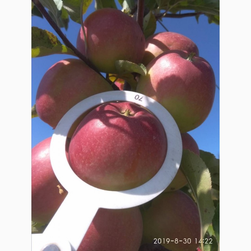 Фото 4. Продам яблоки, сорта Ханни Крисп, Чемпион и Лигол, урожая 2019 года