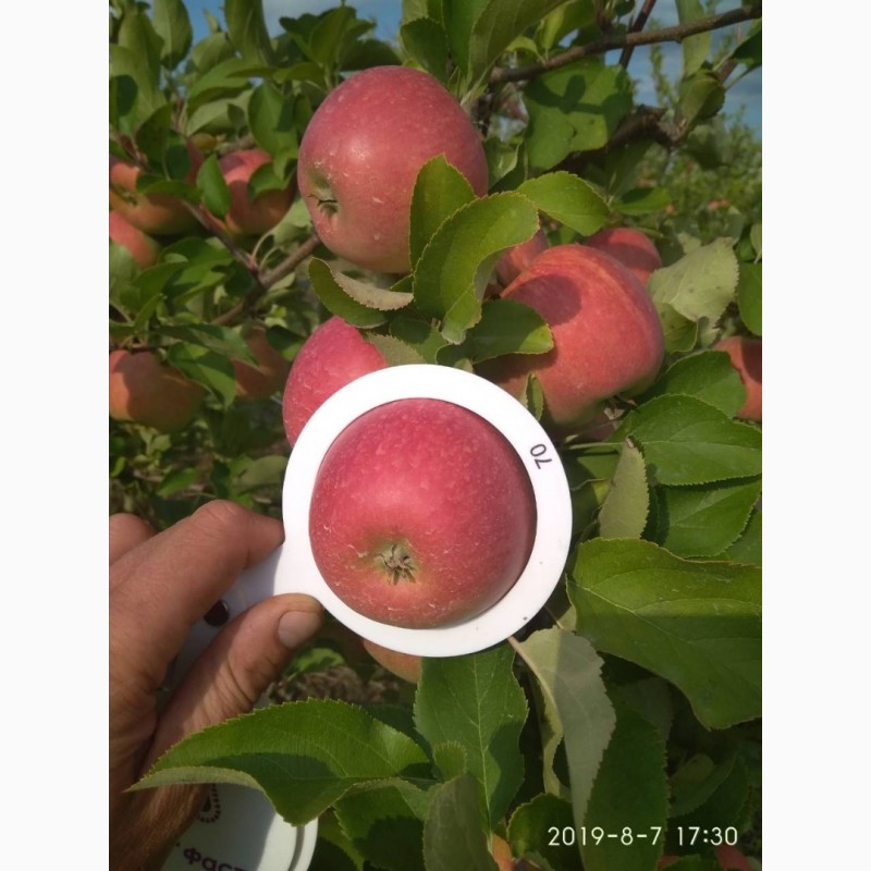 Фото 5. Продам яблоки, сорта Ханни Крисп, Чемпион и Лигол, урожая 2019 года