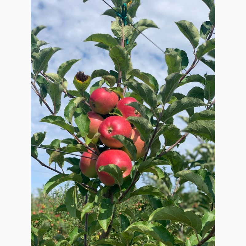 Фото 6. Продам яблоки, сорта Ханни Крисп, Чемпион и Лигол, урожая 2019 года