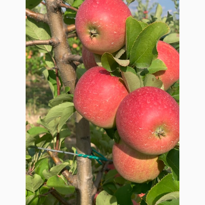Фото 7. Продам яблоки, сорта Ханни Крисп, Чемпион и Лигол, урожая 2019 года