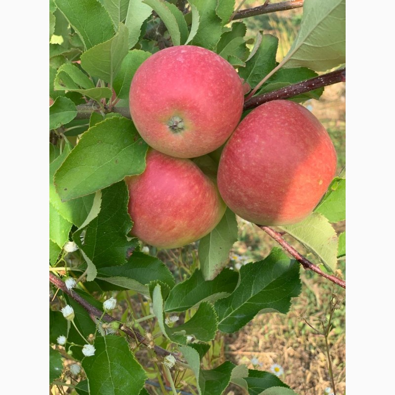 Фото 8. Продам яблоки, сорта Ханни Крисп, Чемпион и Лигол, урожая 2019 года