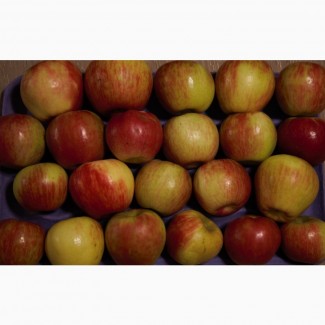 Куплю яблоки оптом урожай 2020