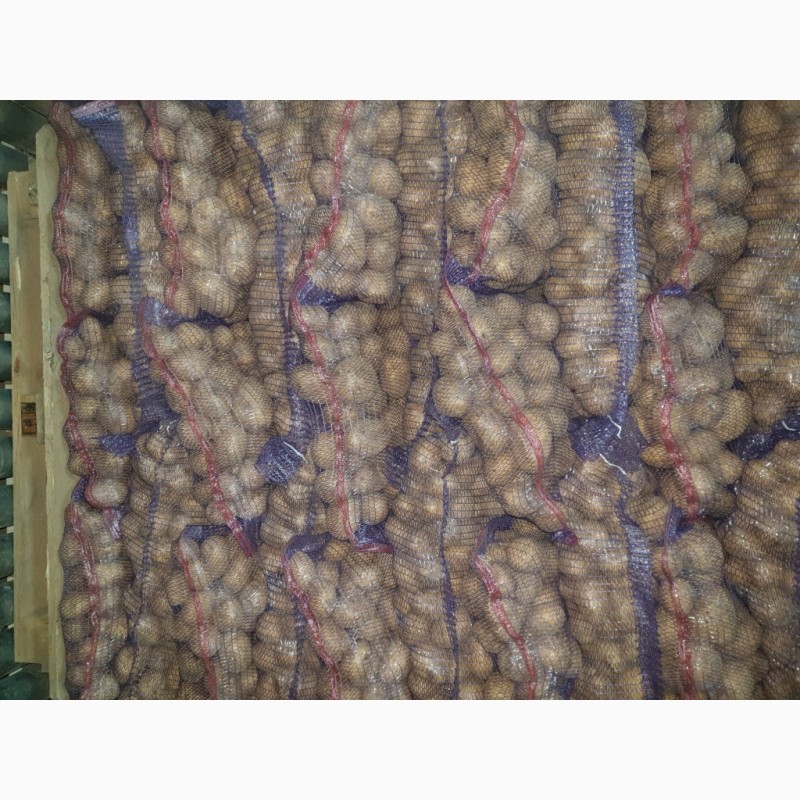 Фото 4. Продам товарный картофель, сорт Вектор и Гала
